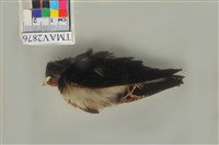 藏品(家燕)的圖片